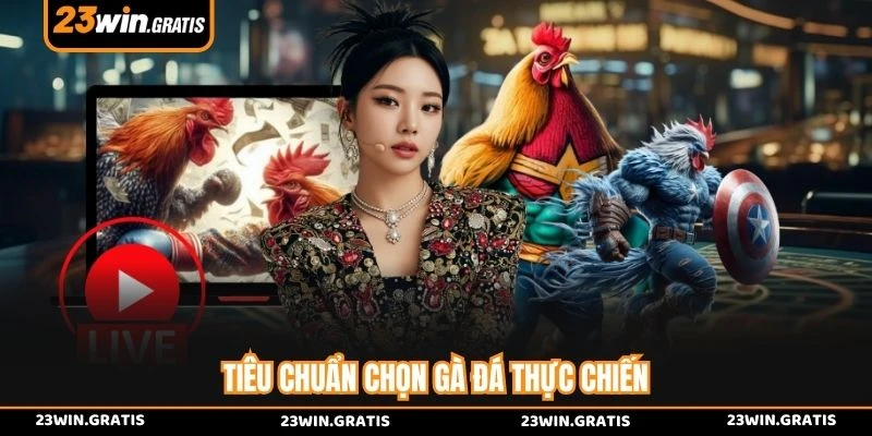 Tiêu chuẩn chọn gà đá thực chiến